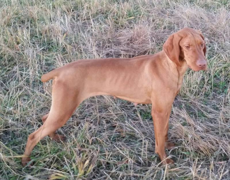 vizslas breeder, vizsla breeder, lone oaks vizslas, marc williams, keri williams, hutchinson, mn, minnesota, hunting dog breeding, bird dogs, vizslas dog breeding