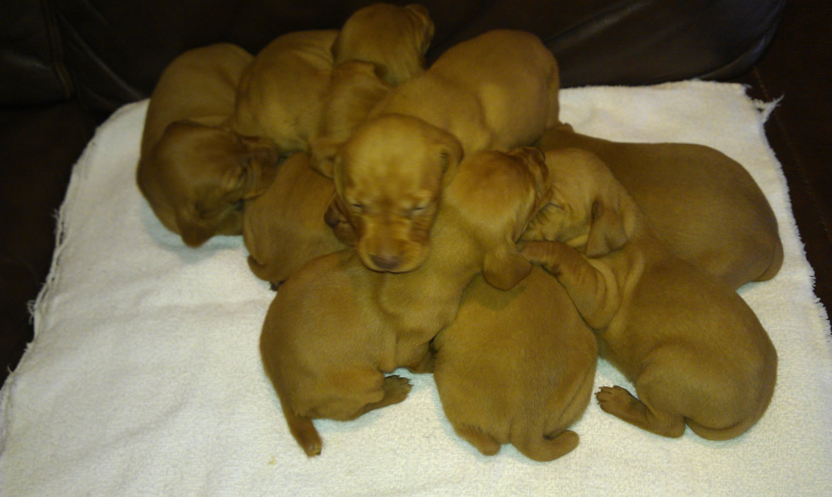 Puppies available in April