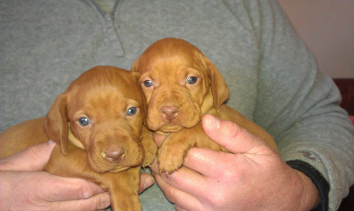 Puppies available in April