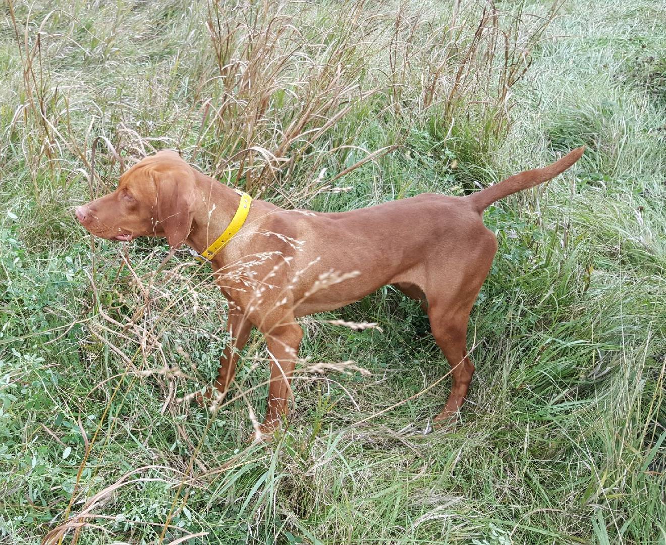 vizslas breeder, vizsla breeder, lone oaks vizslas, marc williams, keri williams, hutchinson, mn, minnesota, hunting dog breeding, bird dogs, vizslas dog breeding