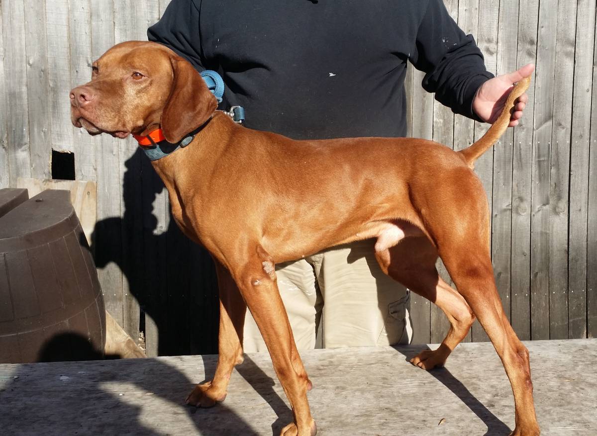 vizslas breeder, vizsla breeder, lone oaks vizslas, marc williams, keri williams, hutchinson, mn, minnesota, hunting dog breeding, bird dogs, vizslas dog breeding